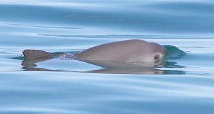 Una vaquita nadando en su hábitat, el Alto Golfo de California,México