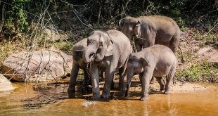 Elefantes en Chiang Mai, en Tailandia.