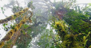 Los increíbles bosques de nube en Papúa Nueva Guinea.